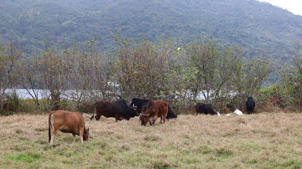 十四鄉(xiāng)牛牛備受呵護(hù)