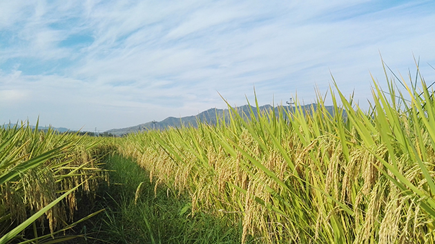 粵鄉(xiāng)村振興工作培訓班開班 提升「三農」領域幹部本領  