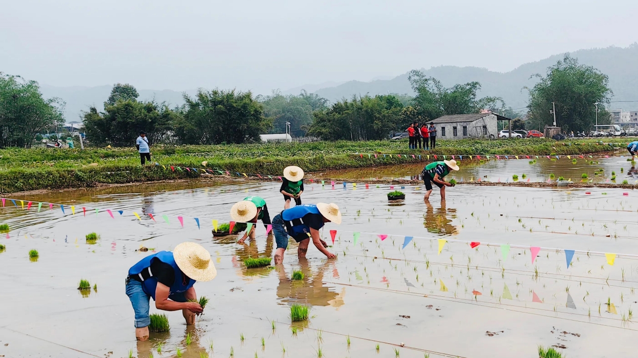 廈門同安：田園風(fēng)景美如畫 春耕插秧正當(dāng)時