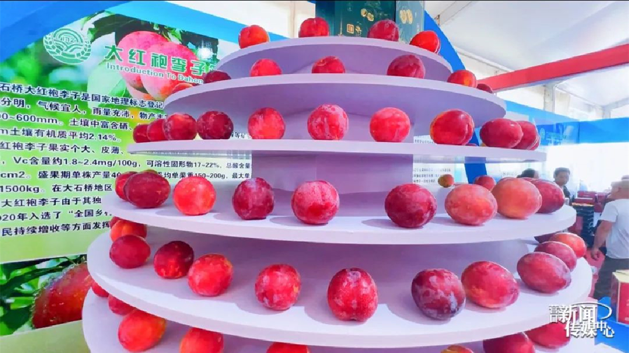 大石橋市第四屆「大紅袍李子」文化旅遊節(jié)開幕