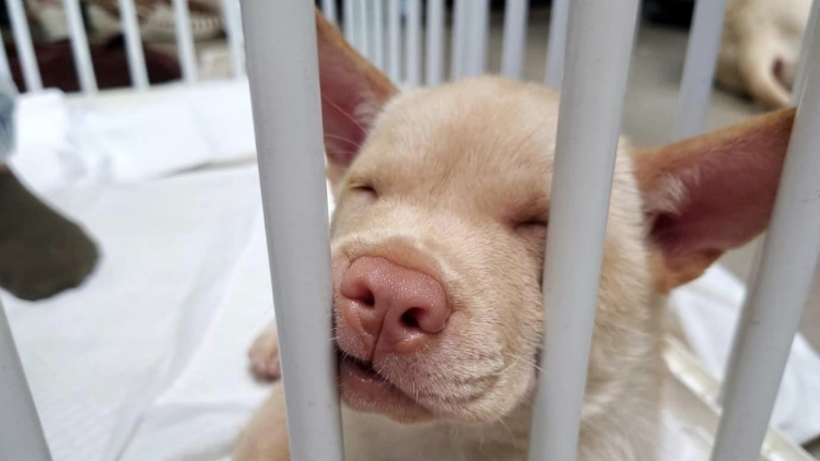 Lalamove夥拍浪浪之家 舉辦西九領養(yǎng)日守護毛孩