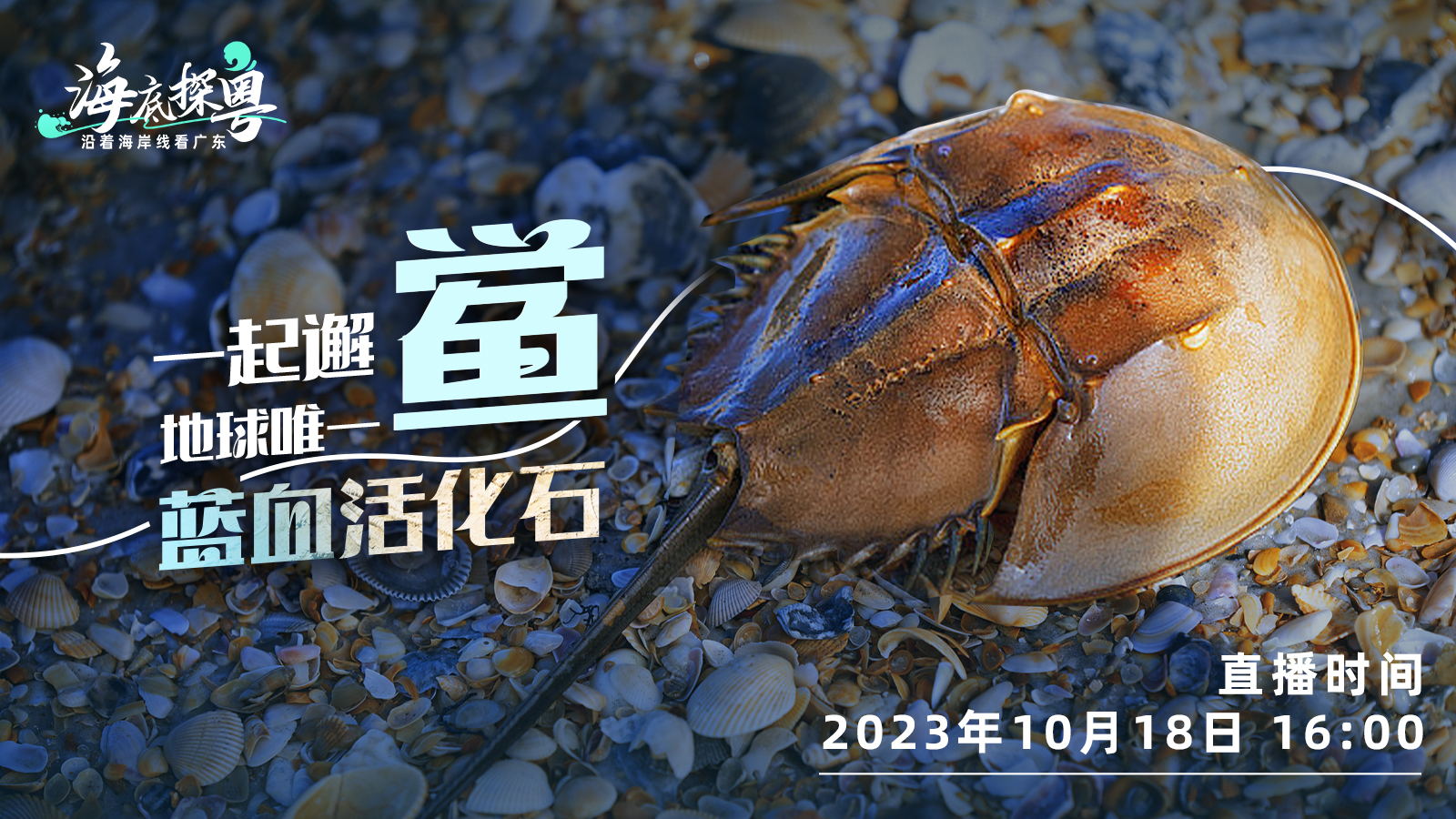 直播 | 一起邂「鱟」地球唯一「藍(lán)血活化石」！