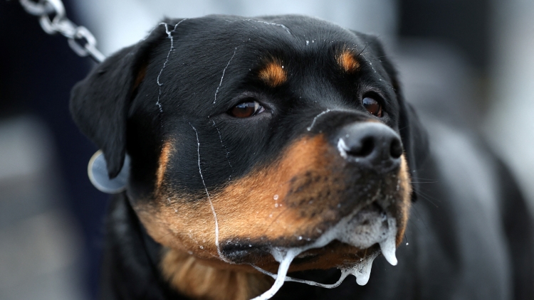 咬傷女童黑狗的主人被刑拘！深圳這25種犬禁養(yǎng)