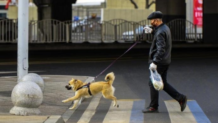 女童遭狗咬傷後，中國(guó)多地免費(fèi)發(fā)放牽狗繩