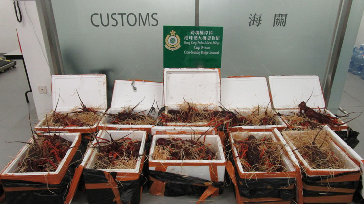 海關(guān)檢獲194公斤懷疑走私活龍蝦 46歲私家車司機(jī)被捕