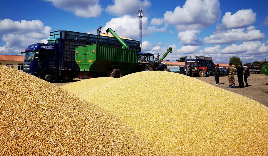 今年中國災(zāi)害頻發(fā)為何還能糧食豐收？農(nóng)業(yè)農(nóng)村部回應(yīng)