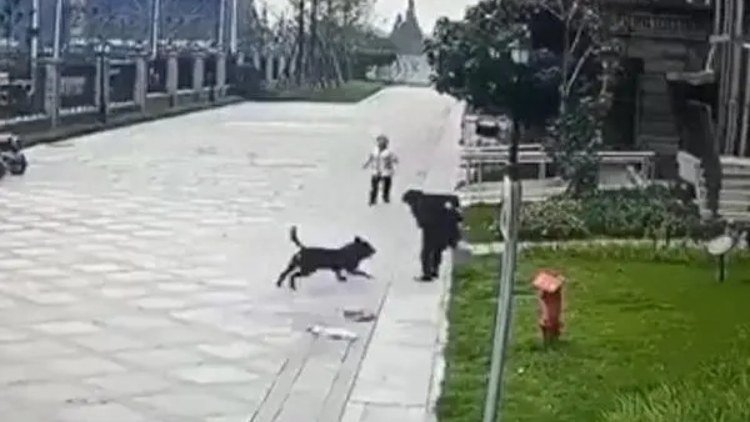 成都被狗咬傷女童父母籌款200萬(wàn)惹爭(zhēng)議 輕鬆籌：已全部退款完成