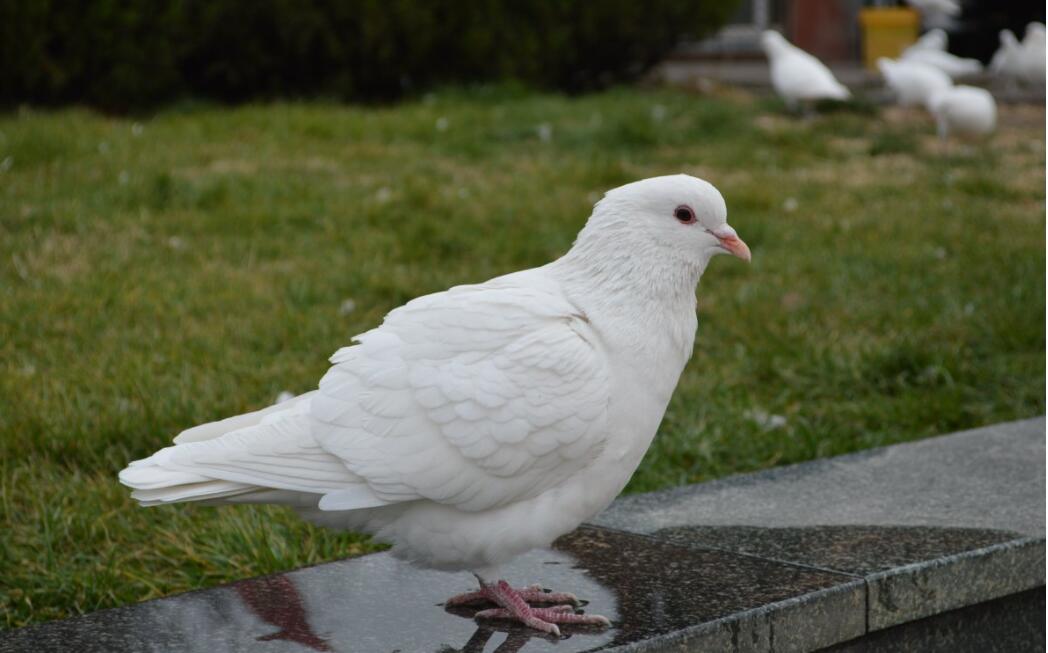 新研究：鴿子可以用類似人工智能方式解決問(wèn)題 