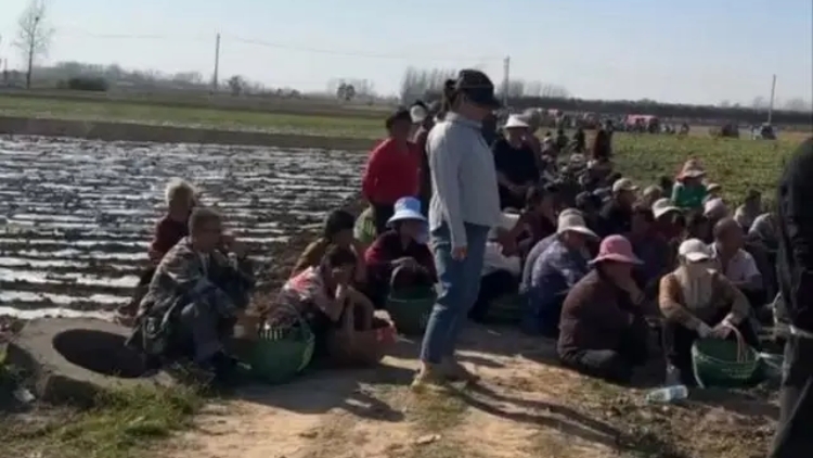 河南周口通報網(wǎng)傳「搶中藥事件」：村民誤認為收割完畢遂進地撿拾