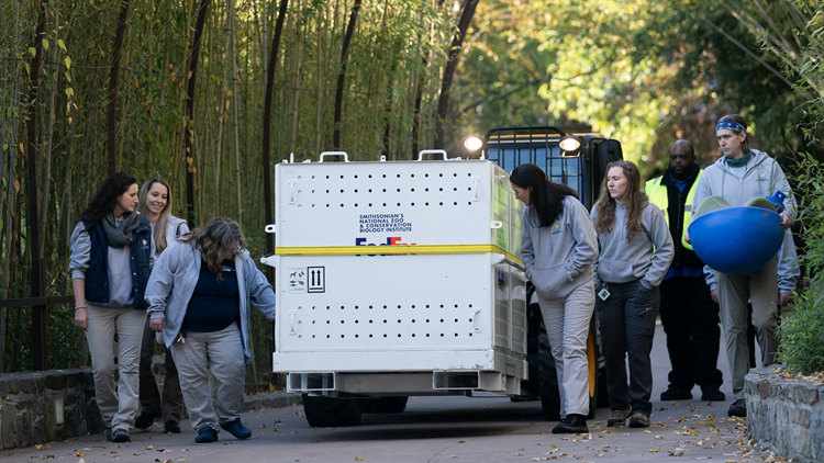 旅美大熊貓「美香」「添添」「小奇蹟」即將踏上回國(guó)旅程