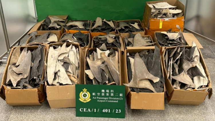 海關(guān)機(jī)場檢逾450公斤乾魚翅 部分屬瀕危物種
