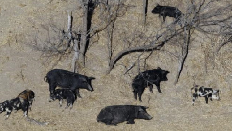 加拿大「超級(jí)豬」泛濫 可能「入侵」美國(guó)