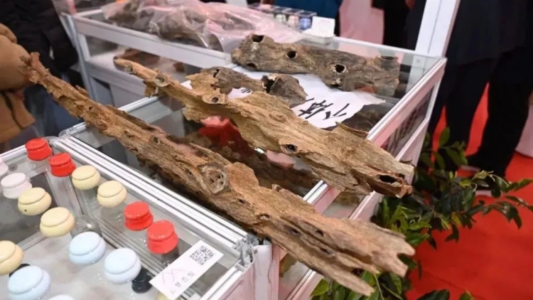 模式與質(zhì)量均再升級(jí)！第十三屆香博會(huì)8日將在東莞開幕