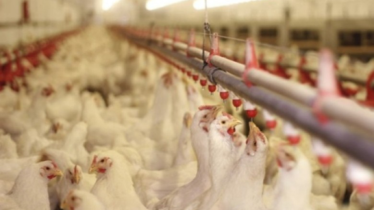 本港暫停進口美國南達(dá)科他州Day縣禽肉及禽類產(chǎn)品