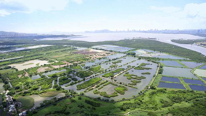 米埔自然護(hù)理區(qū)鳥(niǎo)糞樣本驗(yàn)出H5N1病毒