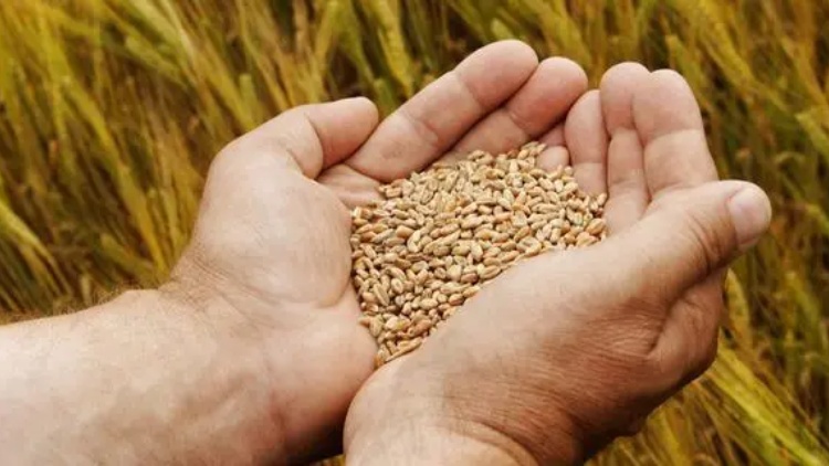 國(guó)家統(tǒng)計(jì)局：2023年全國(guó)糧食總產(chǎn)量69541萬噸（13908億斤）