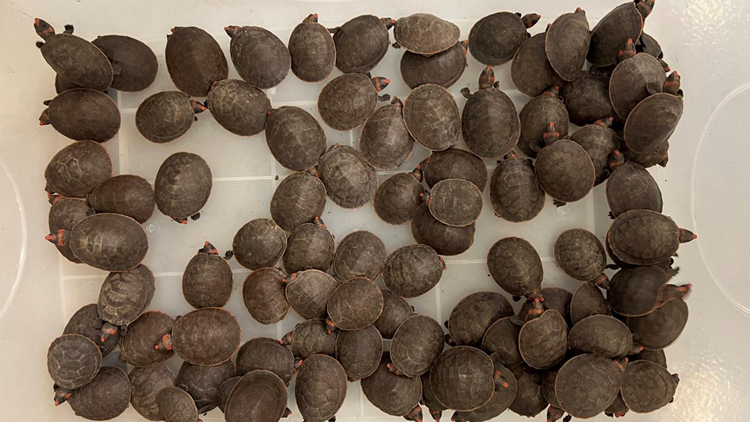 漁護(hù)署機(jī)場檢獲492隻瀕危紅頭側(cè)頸龜 市值300萬元