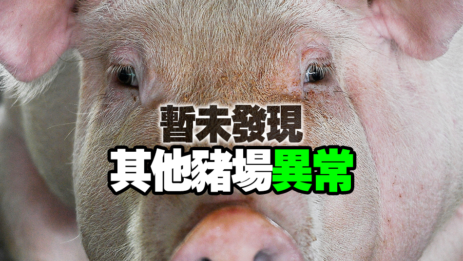 漁護(hù)署：本地豬隻對(duì)非洲豬瘟檢測呈陽性 將銷毀逾千頭豬