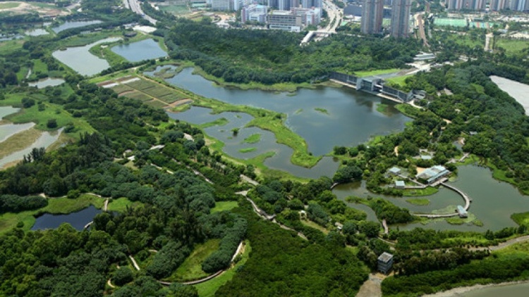 濕地公園針尾沙錐及綠翅鴨屍體爆H5N1 三公里內(nèi)有雞場