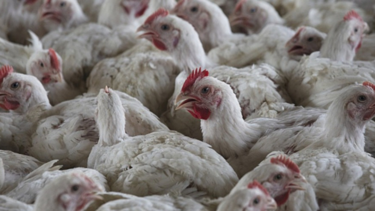 本港暫停進口美國華盛頓州國王郡禽肉及禽類產(chǎn)品