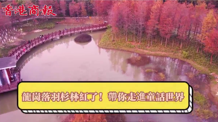 有片｜龍崗落羽杉林紅了！帶你走進(jìn)童話世界