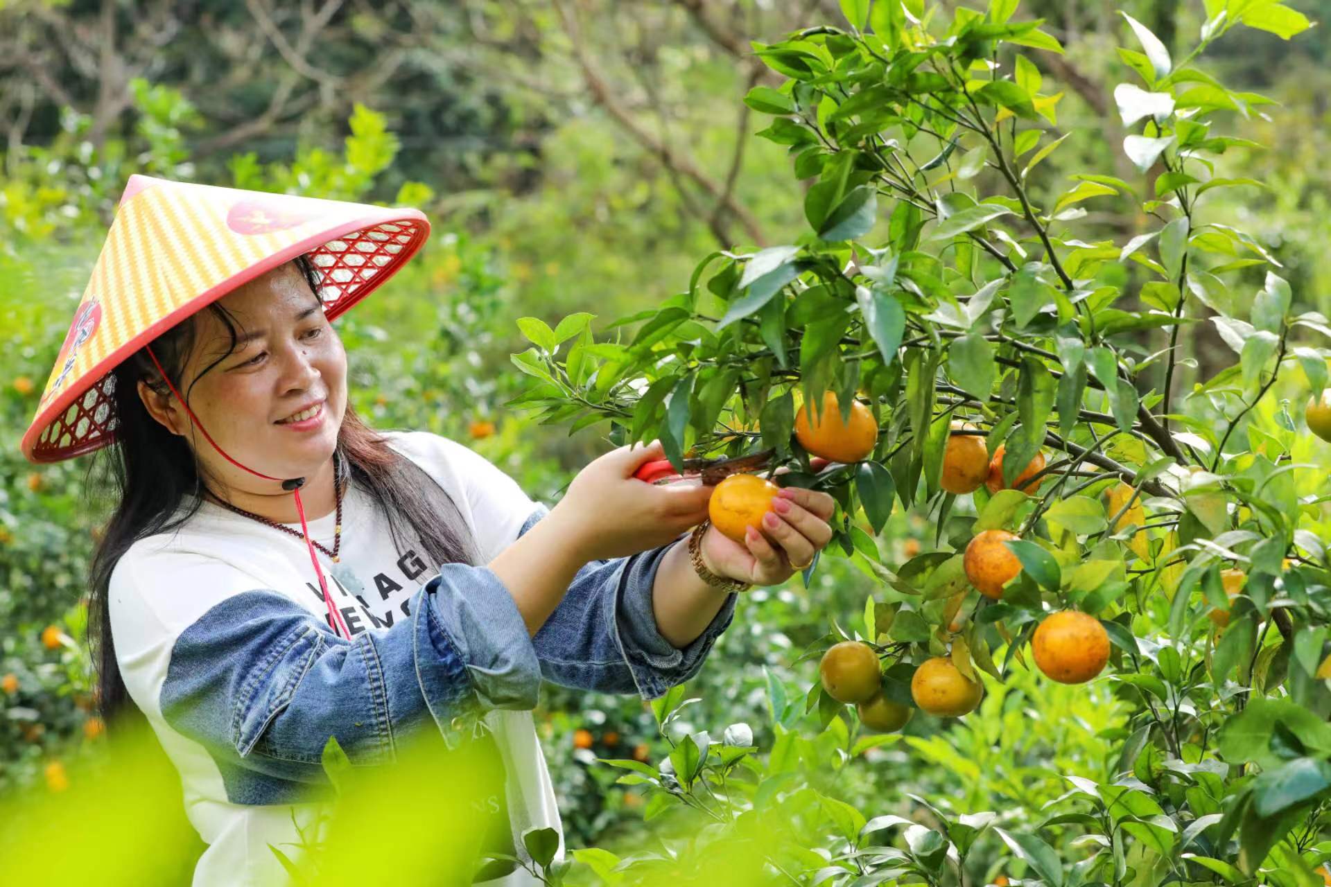 桂容縣黎村鎮(zhèn)六振村沃柑豐收採摘忙 果農增收樂開懷
