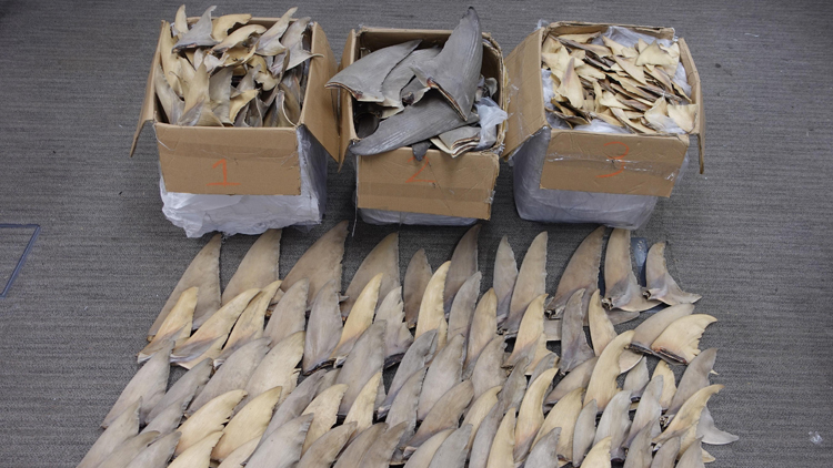 海關(guān)機(jī)場檢獲約30萬元懷疑受管制乾魚翅 拘捕1人