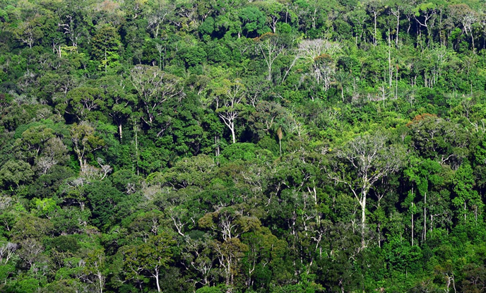 釋放碳權(quán)投資力量：全球碳權(quán)資本集團(tuán)的黃金機(jī)會