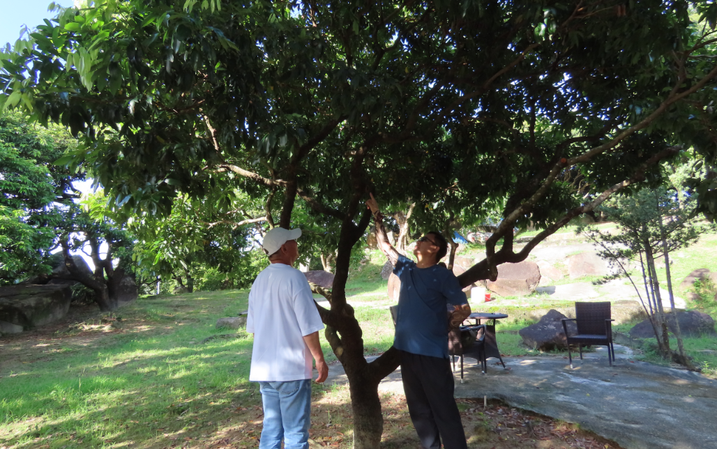 港產(chǎn)荔枝首錄零產(chǎn)量