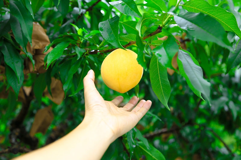 開放湖南 縣域風(fēng)采 | 炎陵：一枚黃桃撐起縣域經(jīng)濟的一片藍天
