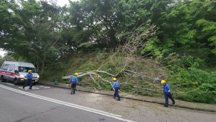 薄扶林沙灣徑15米高大樹倒塌 樹枝阻路 消防到場移走