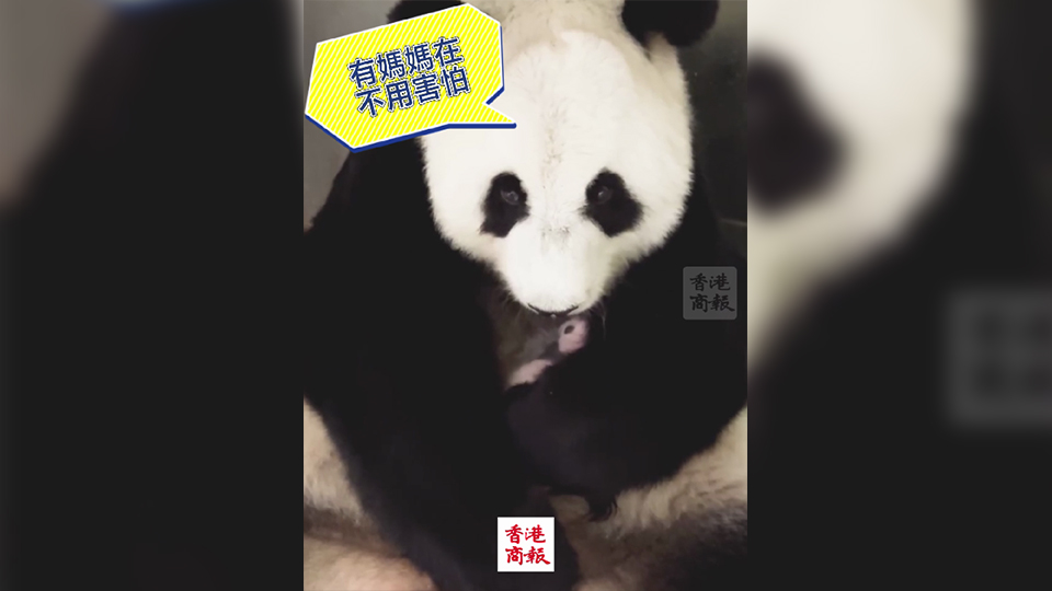 有片｜颱風(fēng)下的親子時(shí)光 盈盈狂舔熊貓BB 母愛滿滿！