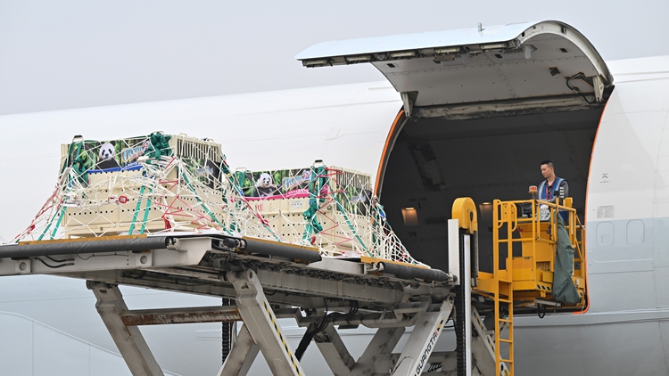 【熱門話題】善用「熊貓經(jīng)濟」 打造香港名片