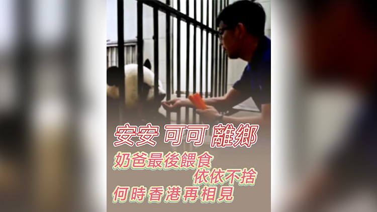 有片 | 「安安」「可可」離鄉(xiāng) 奶爸最後餵食 依依不捨 何時(shí)香港再相見(jiàn)