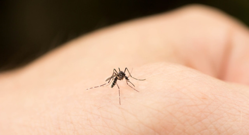 過去一周本港錄得7宗登革熱個案 均為外地傳入