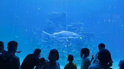 持續(xù)升溫！假期第二日 廣東4A級(jí)及以上景區(qū)客流達(dá)443萬人次