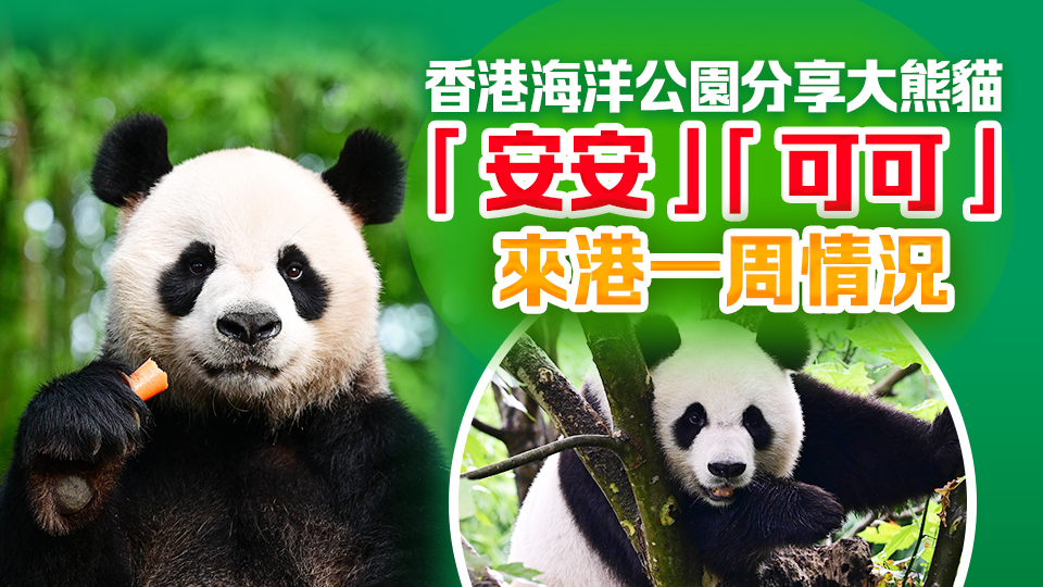 直播回顧｜海洋公園分享大熊貓「安安」「可可」來(lái)港一周情況