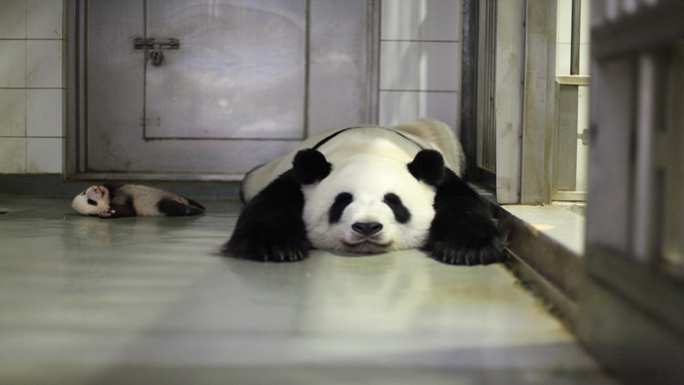 有片丨個性公主變偉大母親 「盈盈」全身心呵護(hù)寶寶