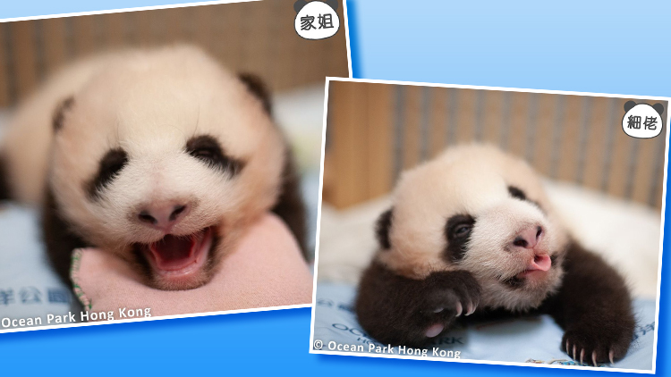 有片 | 【大熊貓龍鳳胎日常】細(xì)路奶音大放送 家姐扮嘢無眼睇