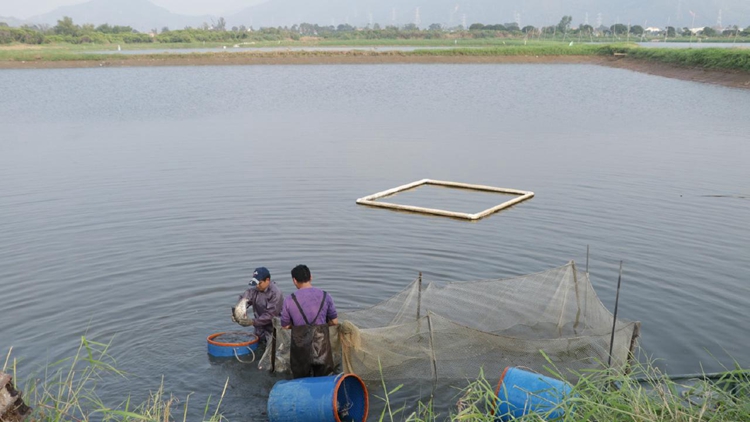 【港事講場】支持漁農(nóng)業(yè) 發(fā)掘新質(zhì)生產(chǎn)力