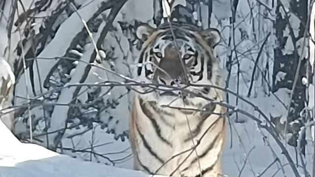 野生東北虎時(shí)隔30年再現(xiàn)長(zhǎng)白山國(guó)家級(jí)自然保護(hù)區(qū)