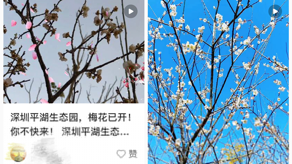 深圳今冬第一波白梅綻放！花期已至，賞梅攻略快收藏