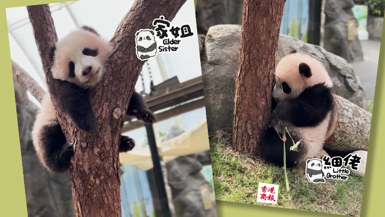 有片｜「家姐」「細佬」祝大家開工大吉！