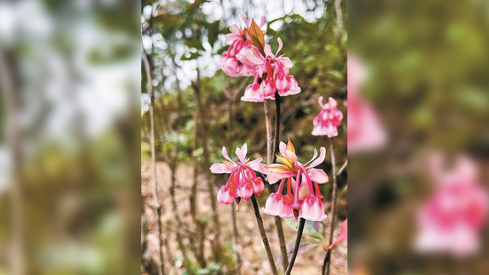 沙頭角林場50多萬株鈴兒花陸續(xù)開放 元宵將迎最佳觀賞期