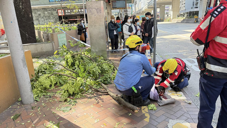 太子塌樹(shù)女傷者穩(wěn)定  涉事大樹(shù)去年底檢查狀況良好