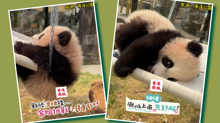 有片｜「細(xì)佬」輕鬆拿下鞦韆 「家姐」努力攀爬神似「冰墩墩」