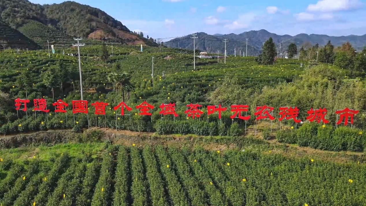 皖祁門縣：綠色防控護(hù)航「生態(tài)好茶」