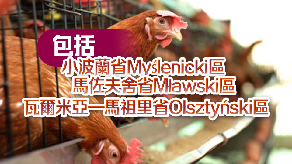 爆發(fā)高致病性禽流感 本港暫停進(jìn)口波蘭多地禽肉及禽類產(chǎn)品