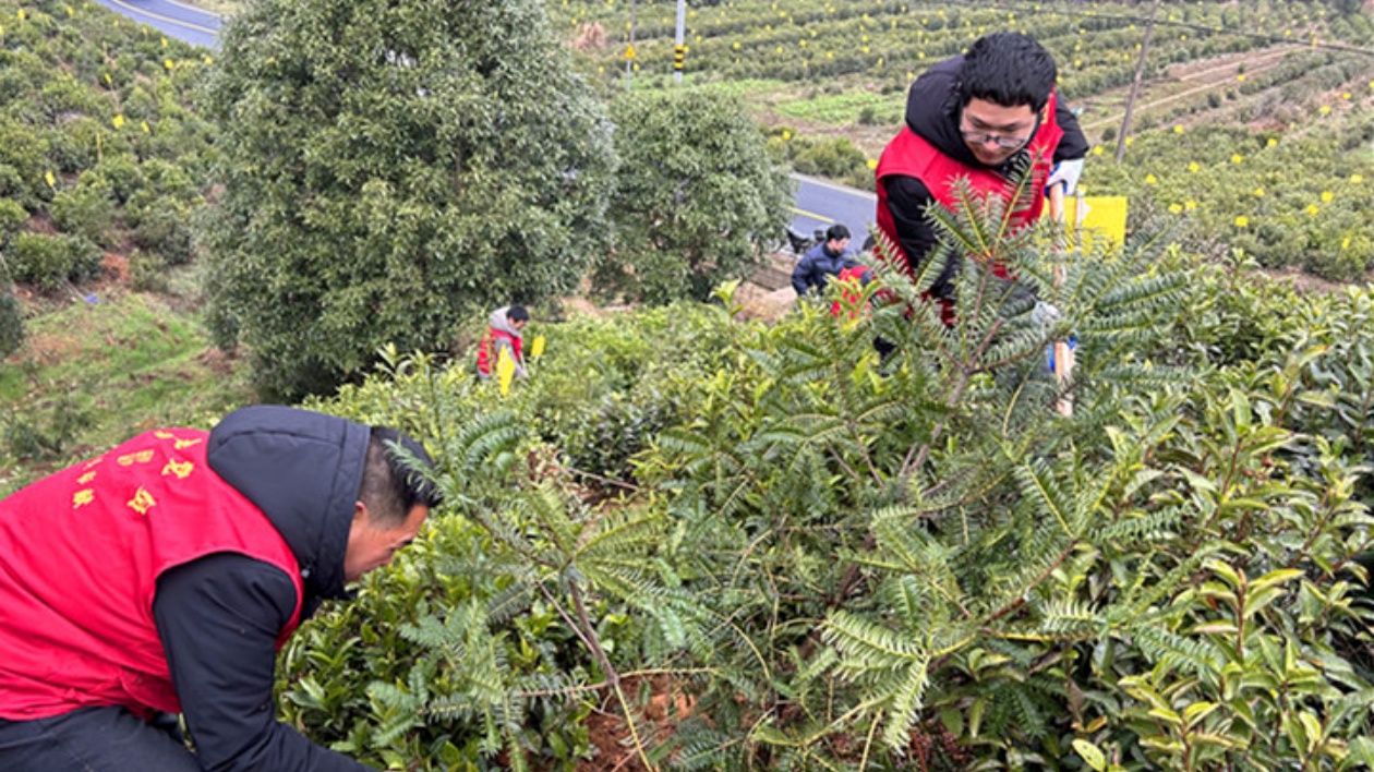 皖黟縣洪星：志願服務(wù)植新綠 茶園套種促增收