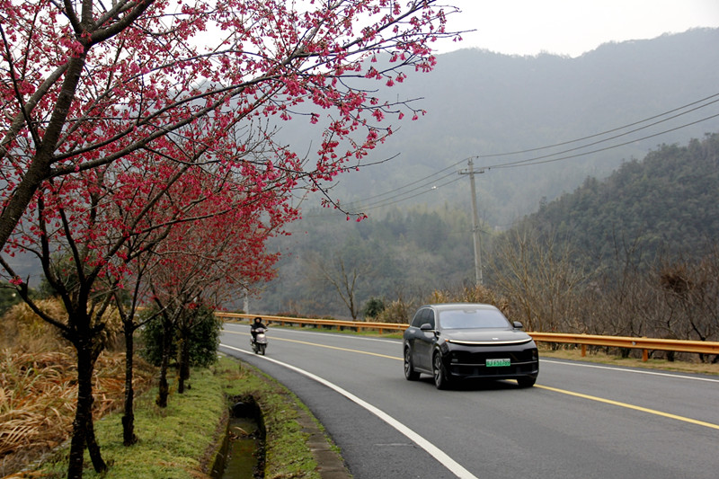 皖休寧縣：春暖櫻花開 國道美如畫
